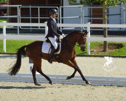 dressage horse Graf Tassilo (Trakehner, 2013, from Tambour)