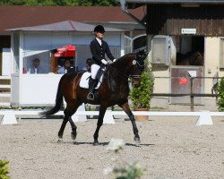 dressage horse Ronaldo 186 (German Sport Horse, 2005, from Royaldik)