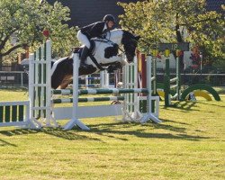 dressage horse Eomer (Lewitzer, 2004, from El Kayr)