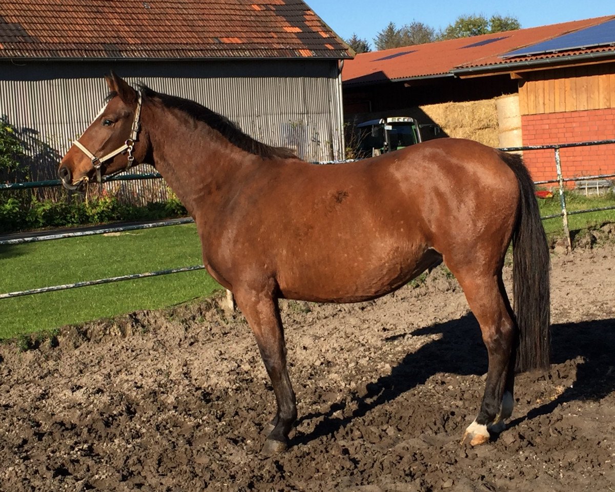 Zuchtstute Stute von Cardino x Caletto x Colt (Holsteiner, 2010, von Cardino)