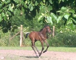 jumper AK`s Calle Blue (Oldenburger Springpferd, 2016, from Chacoon Blue)
