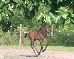 jumper AK`s Calle Blue (Oldenburg show jumper, 2016, from Chacoon Blue)