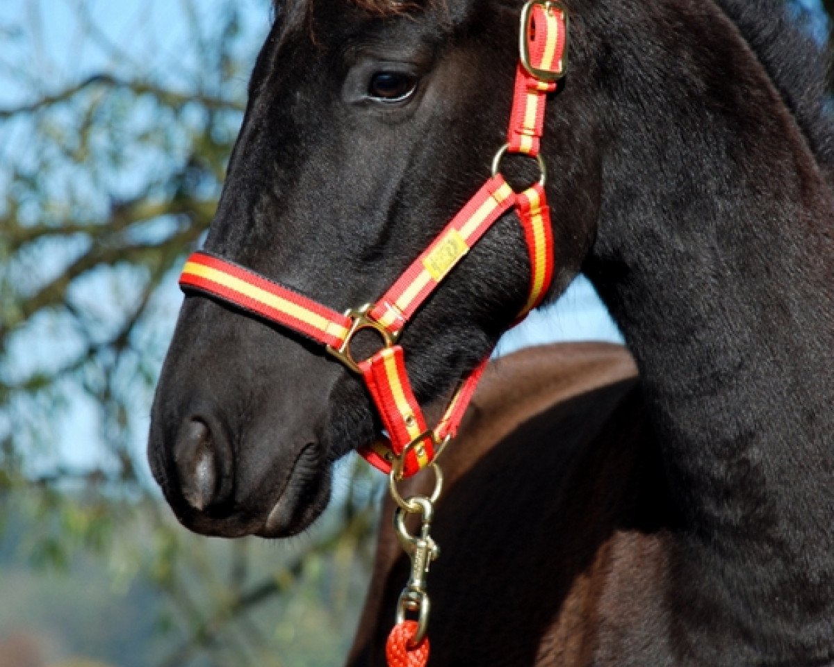 broodmare Esmeralda CCXXXIII (Pura Raza Espanola (PRE), 2015, from Dardo CP IV)