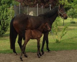 broodmare AK Dreizehn (Oldenburg show jumper, 2012, from Diarado)