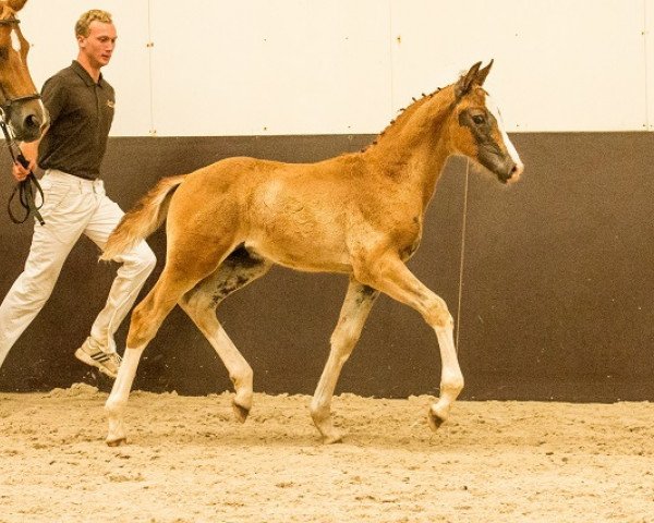 dressage horse Lelegro (Royal Warmblood Studbook of the Netherlands (KWPN), 2016, from Negro)