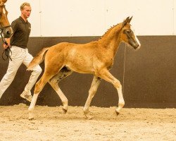 dressage horse Lelegro (KWPN (Royal Dutch Sporthorse), 2016, from Negro)