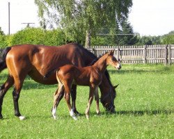 Pferd Remember Me B (Württemberger, 2011, von Roxett)