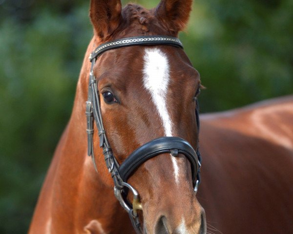 dressage horse Zenobios (Oldenburg, 2011, from Zack)