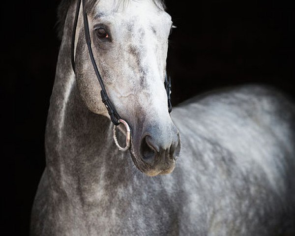 stallion Nuntius xx (Thoroughbred, 2010, from Dalakhani xx)