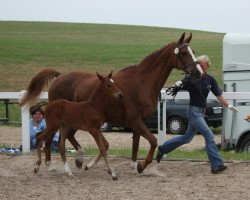 broodmare Duchesse (Mecklenburg, 1992, from Duralin II)