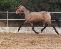 horse Bandolero (Lusitano, 2014)