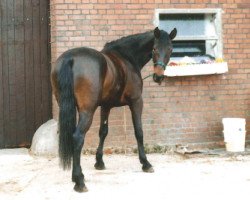 horse Lafina (Westphalian, 1992, from Lutz)