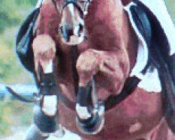 stallion Reyman (German Riding Pony, 1993, from Silvertop's Robin)