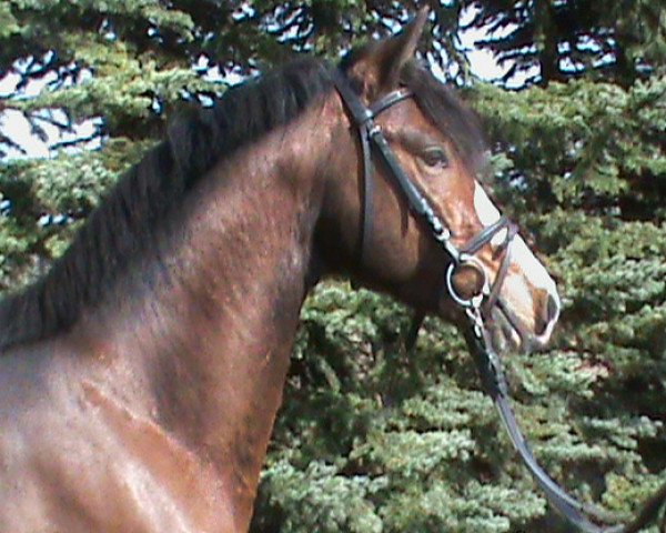 Springpferd Royal de Coeur (Pinto/Pony, 2011, von Reyman)