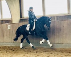 dressage horse Don Vanderhill (Holsteiner, 2016, from Damon)