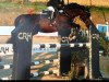 stallion Mozart II (German Riding Pony, 1995, from Marquis AA)
