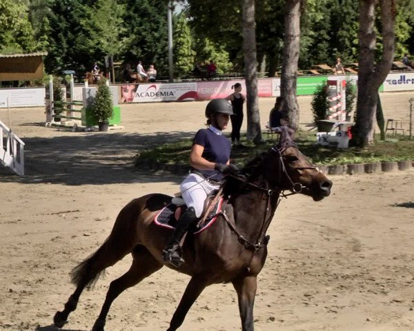 Reitturnier Viernheim 2019