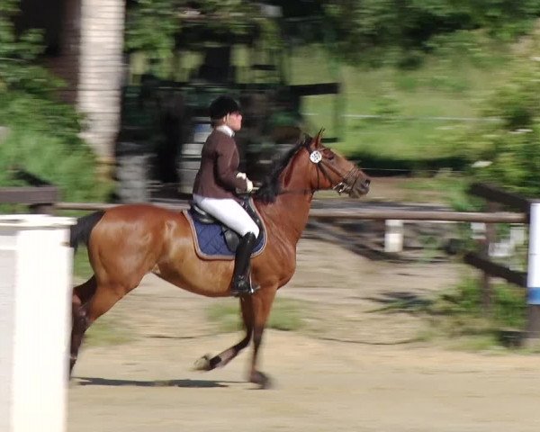 Reitturnier Schönfeld 2019