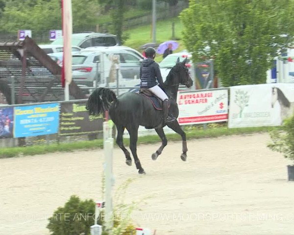 Reitturnier Plaffeien 2019