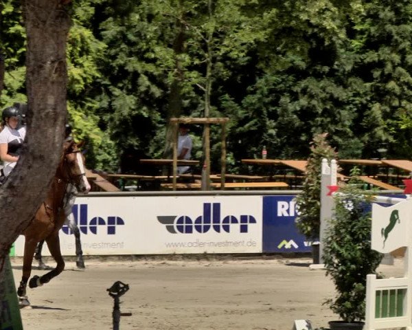 Reitturnier Viernheim 2019
