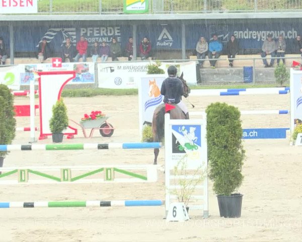 Reitturnier Plaffeien 2019