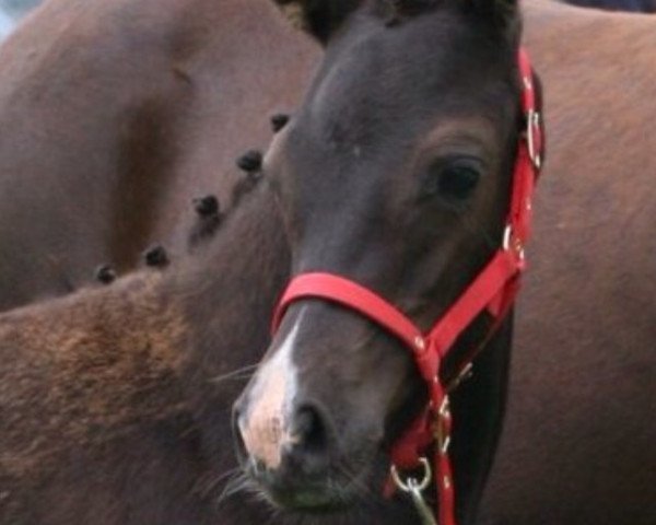dressage horse Paulinchen (German Riding Pony, 2008, from Nemax)