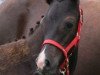 dressage horse Paulinchen (German Riding Pony, 2008, from Nemax)