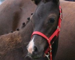 dressage horse Paulinchen (German Riding Pony, 2008, from Nemax)