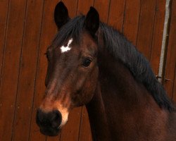 dressage horse Abondance (Brandenburg, 2008, from Asculep)