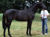 dressage horse Feiner Tanz (Trakehner, 2007, from Grafenstolz)