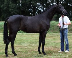 dressage horse Feiner Tanz (Trakehner, 2007, from Grafenstolz)