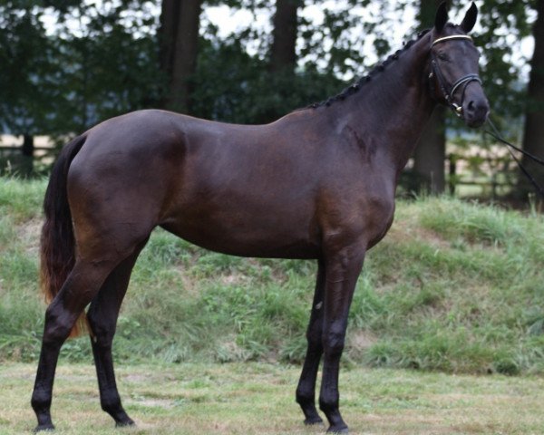 broodmare I am easy (Trakehner, 2007, from Easy Game)