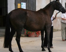 broodmare I'm what I'm WH (Trakehner, 2001, from Sir Chamberlain)