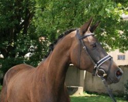 broodmare Fantastika (Trakehner, 2000, from Tanzmeister I)