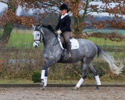 dressage horse Residenz (Trakehner, 2010, from Hibiskus)