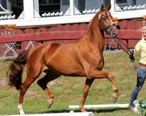 horse Helene M (Hanoverian, 2011, from Hochadel)