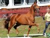 horse Helene M (Hanoverian, 2011, from Hochadel)