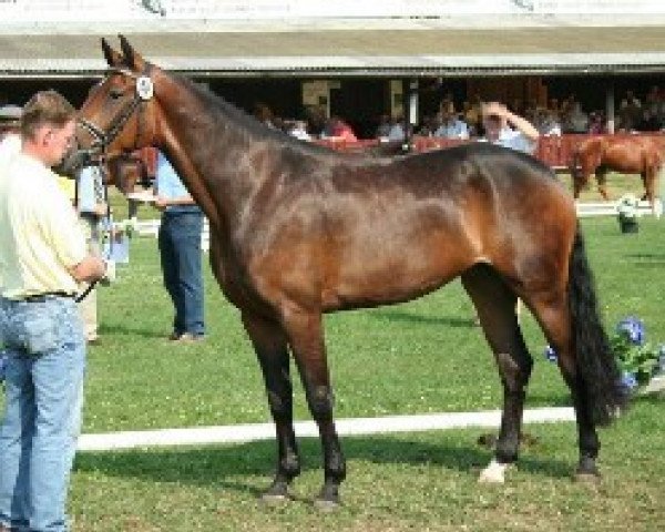 broodmare Honey 71 (Hanoverian, 2006, from His Highness)