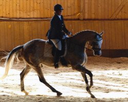 dressage horse St. Petersburg 2 (Trakehner, 2005, from Key West)