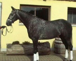 Springpferd Sternenstaub M (Trakehner, 2008, von King Arthur TSF)