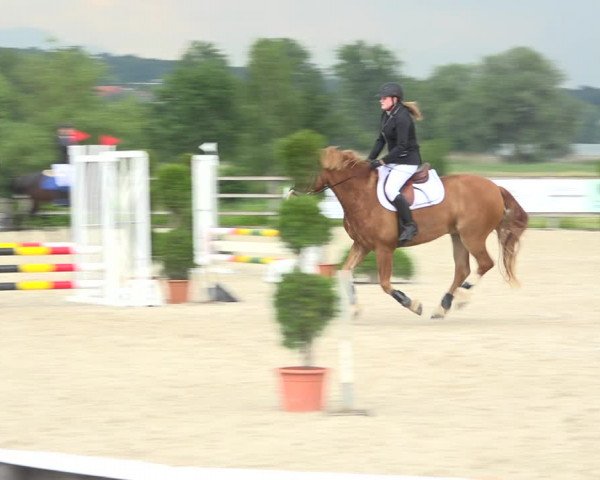 Reitturnier Hitzkirch 2019