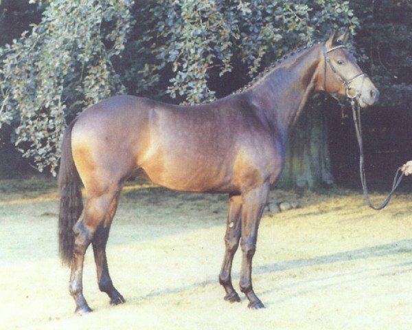 horse Schoener Zauber (Trakehner, 1993, from Herzzauber)