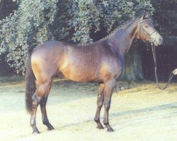 Pferd Schoener Zauber (Trakehner, 1993, von Herzzauber)