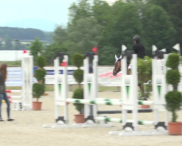 Reitturnier Hitzkirch 2019