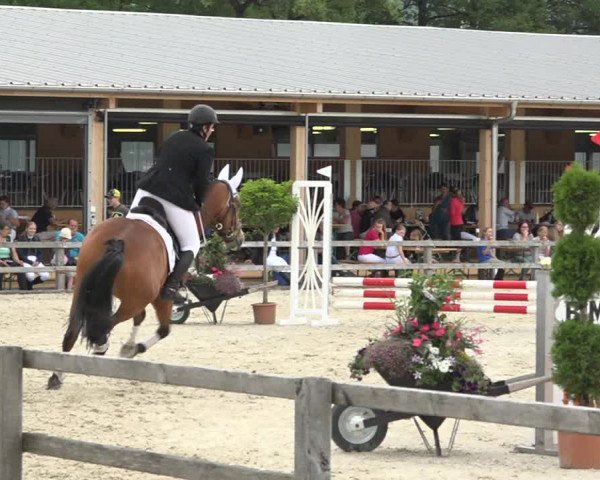 Reitturnier Hitzkirch 2019