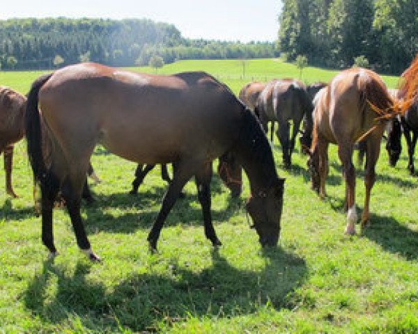 horse Samba Pati AS (Trakehner, 2013, from Duke of Hearts xx)