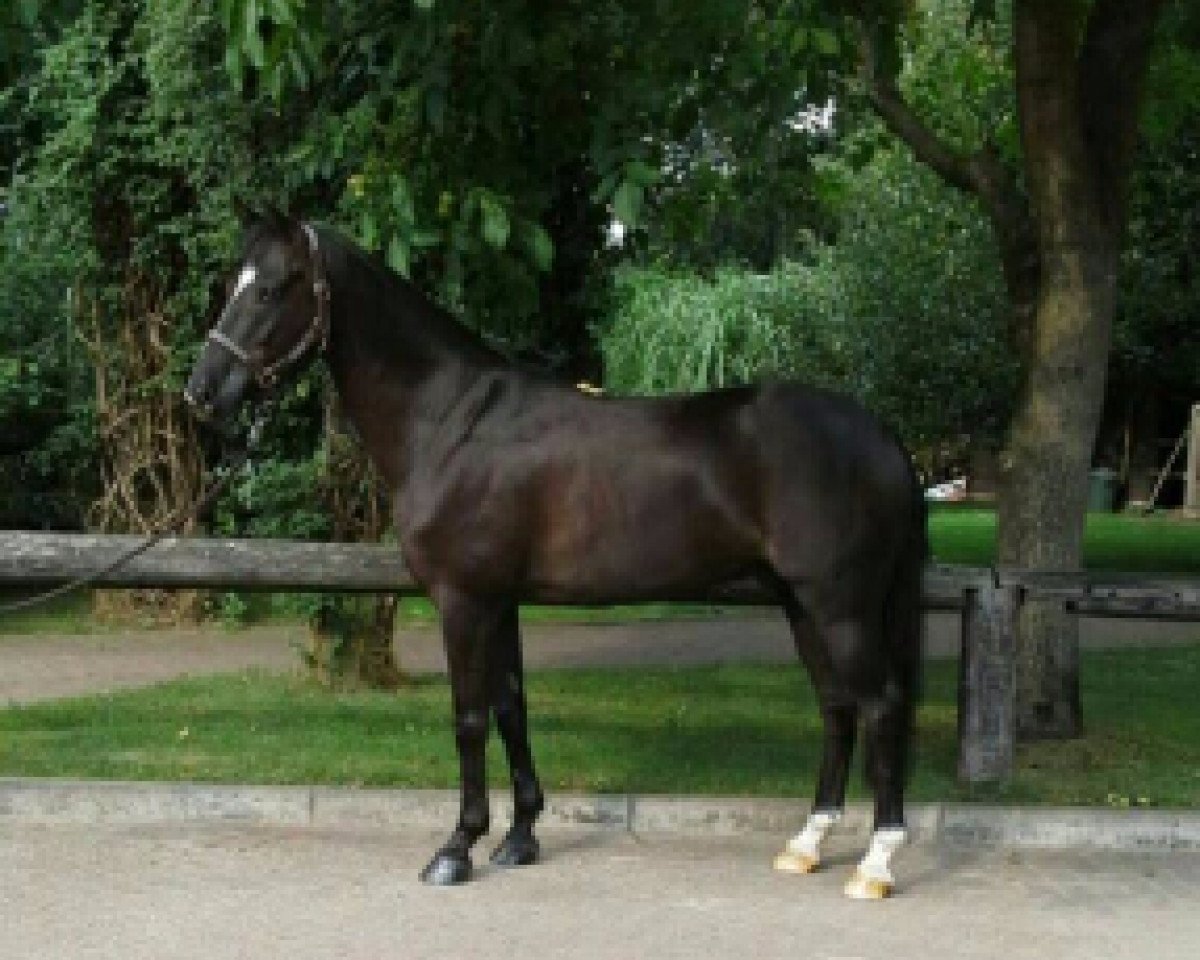 Dressurpferd Moorhill's Marshall (New-Forest-Pony, 2005, von Major)