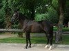 dressage horse Moorhill's Marshall (New Forest Pony, 2005, from Major)