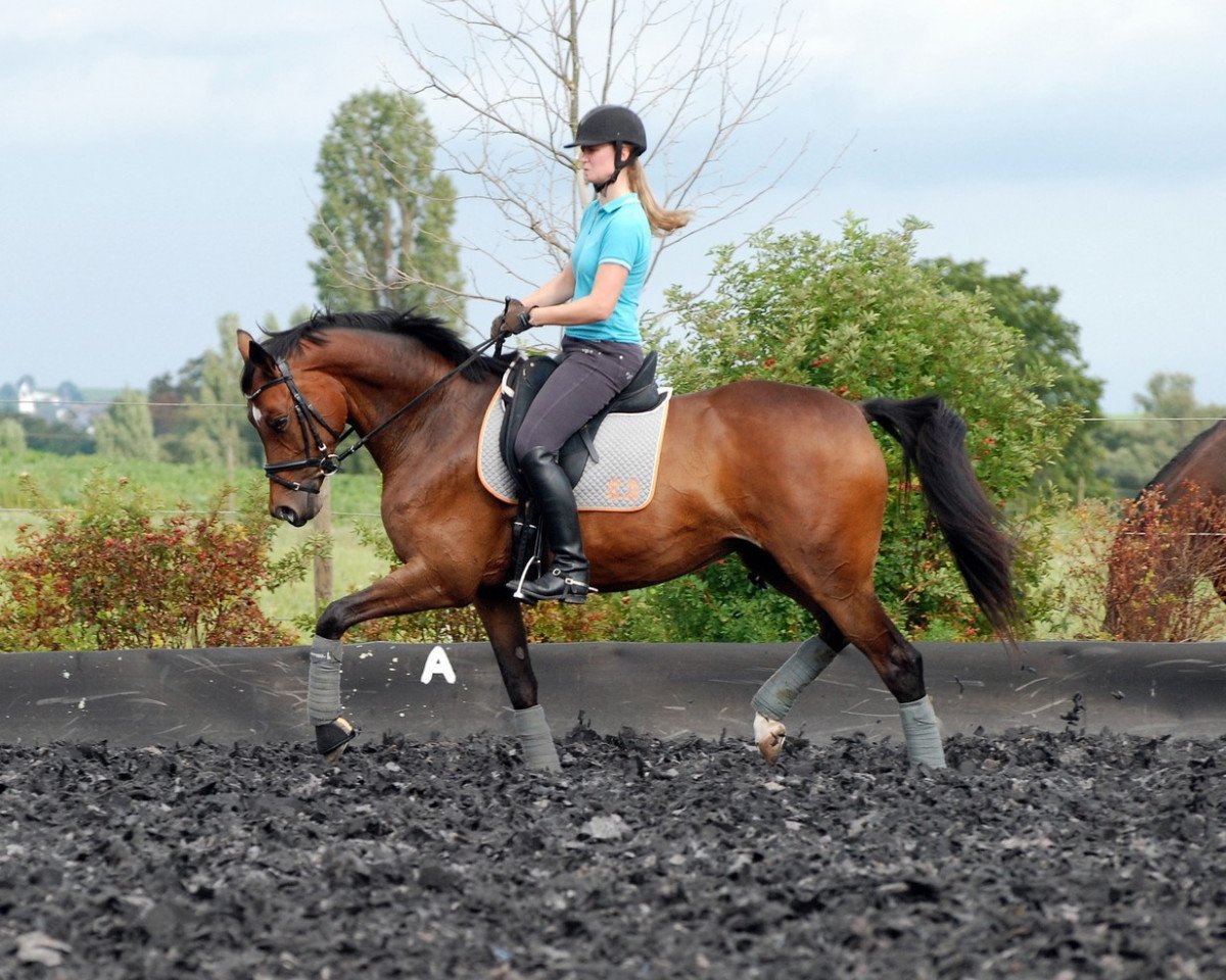 broodmare Performance 9 (Trakehner, 2004, from Cadeau)