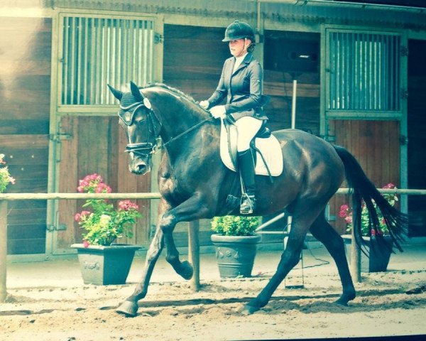 dressage horse Sir Success (Oldenburg, 2010, from Sir Donnerhall I)